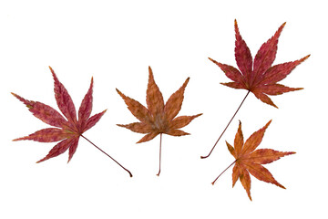 Herbstblätter