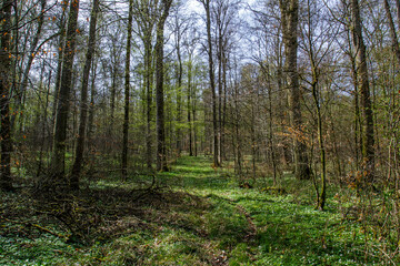 Frühlingswald, Talwald bei Kirchheim/Teck, Baden-Württemberg