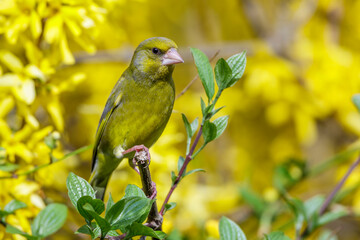 Grünfink (Carduelis chloris) Männchen