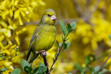 Grünfink (Carduelis chloris) Männchen