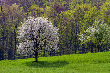 Bl&uuml;hender Kirschbaum, Weilheim, Baden-W&uuml;rttemberg