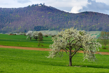 Streuobstwiesen mit Burg Teck, Bissingen, Baden-W&uuml;rttemberg