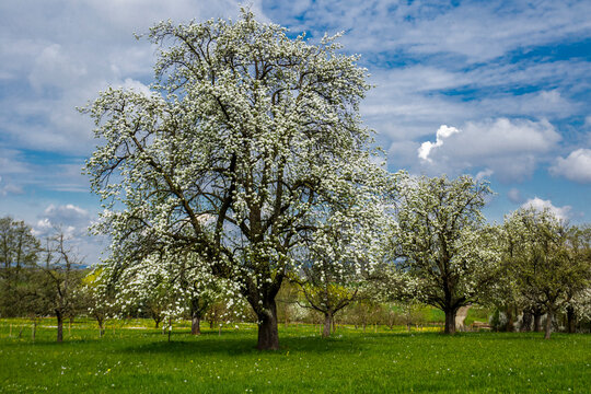 Birnbaum in den Streuobstwiesen bei Weilheim, Baden-W&uuml;rttemberg