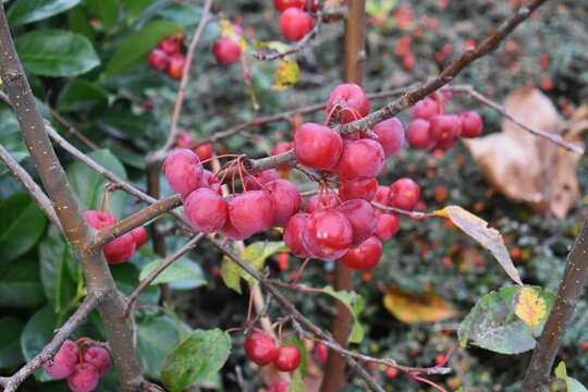 Branches with fruits of Malus prunifolia, Crab apple or Pink Chinese Apple.