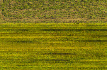 Aerial view of poppy field outdoors on sunny day