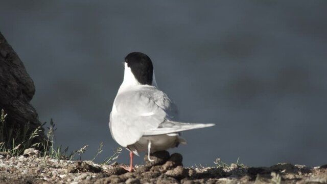 common tern, germany, nest, summer