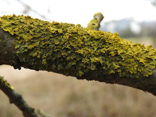 wystepujacy powszechnie w calej polsce rosnac na drzewach glownie lisciastych porost o nazwie złotorost ścienny podlasie polska wiosna 2020