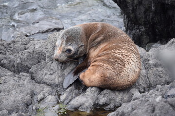 Fototapeta premium Seal colony in Cape Palliser (New Zealand).