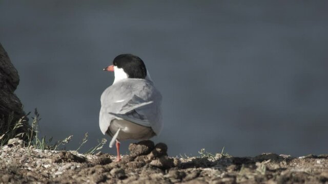 common tern, germany, nest, summer