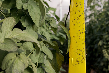 Trampa adhesiva de color amarillo para mosca blanca con muchas moscas atrapadas en un cultivo de...