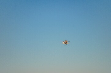 Lonely seagull flying high in the sky
