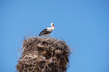stork in its nest on top of the historical tomb, Eskisehir, TURKEY