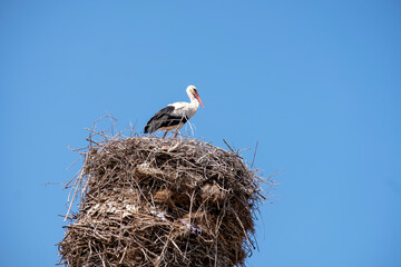 Fototapeta premium stork in its nest on top of the historical tomb, Eskisehir, TURKEY