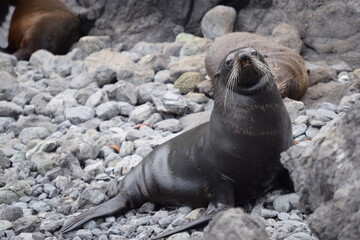 Seal colony in Cape Palliser (New Zealand).