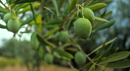 Primer plano de una rama de olivo con aceitunas, todo en tono verde y  fondo difuminado. Día nublado. Luz natural