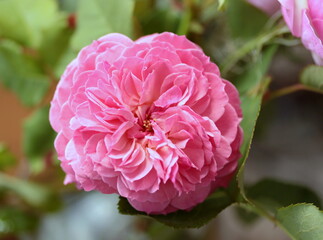 pink rose flower