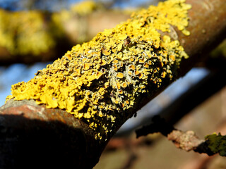 wystepujacy powszechnie w calej polsce rosnac na drzewach glownie lisciastych porost o nazwie złotorost ścienny podlasie polska wiosna 2020