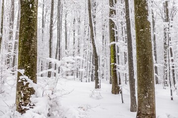 Snowy mountain fir wood trees.