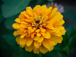 Yellow double zinnia flower