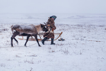 Yamal peninsula, Siberia. A herd of reindeer in winter, a reindeer breeder's daughter helps manage...