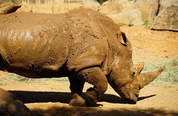 Rhino in the Johannesburg's zoo after having dirt bath