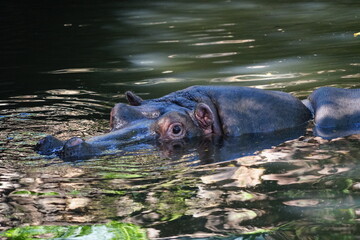Hippo in the Johannesburg's zoo is having rest in cool water