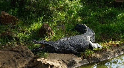 Crocodile in Johannesburg's zoo is waiting for prey
