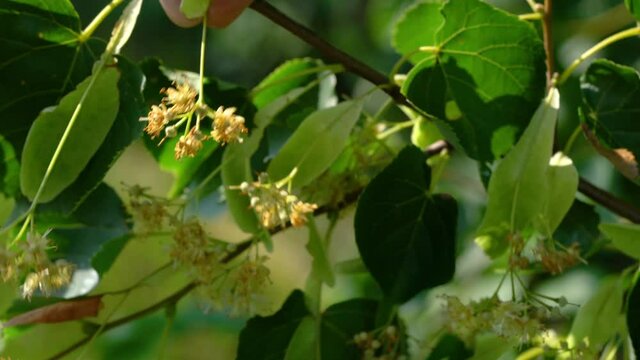 Picking Small-Leaved Lime flowers for tea (Tilia cordata) - (4K)