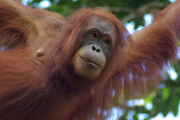 Orang-outan sur l'île de Bornéo, Malaisie.