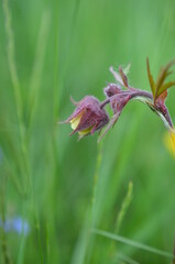 Kuklik zwisły górski, kwiaty tatrzańskie, Geum rivale