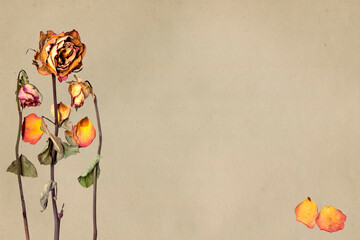 Roses et pétales de roses sur texture. Graphisme. Carte postale. 