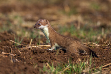 Hermelin (Mustela erminea) im Winterfell