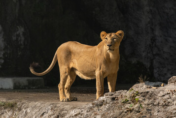 Fototapeta na wymiar Indian lioness in an open enclosure at a wildlife sanctuary