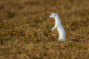 Hermelin (Mustela erminea) im Winterfell