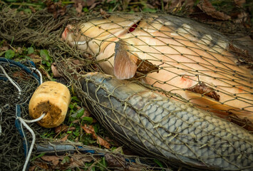 Two large different carp caught in a net lie on the shore