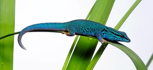 Foto auf Acrylglas Turquoise dwarf gecko // Himmelblauer Zwergtaggecko (Lygodactylus williamsi) © bennytrapp