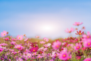 Obraz na płótnie Canvas Flower garden with sunshine and blue sky.Selective focus.