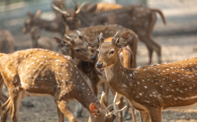 Axis deer herd at an Indian animal reserve