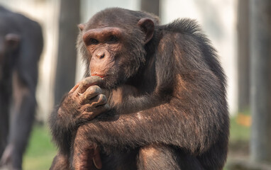 Chimpanzee in close up view eating fruits at Indian wildlife sanctuary