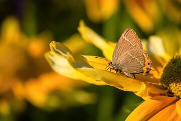 Fototapeta premium Close up image of a small brown butterfly, Satyrium w-album, sitting on a yellow flower growing in a garden. Sunny summer day. Blurry green and orange background.