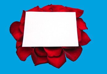 White frame empty, red rose petals on a blue background, top view. Beautiful floral pattern.