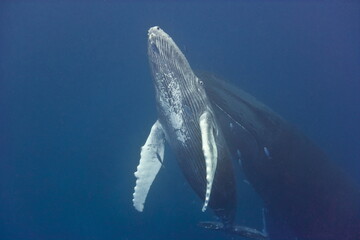Humpback whale baby with adult heading toward the ocean surface to breathe in the Caribbean - 398770366