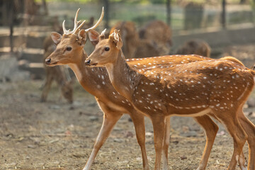 Indian spotted deer at an animal sanctuary