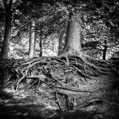 strong root system on the tree in the magic forest