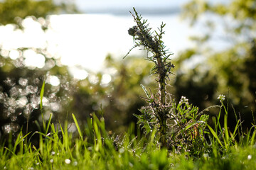 the thistle extends towards the sky and has the sea as a background