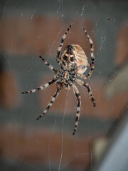 spider on a web close-up