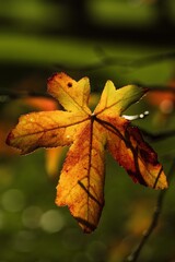 Vivid autumn leaf on the tree.