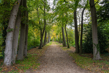 A lane with old trees on both sides and a statue of a woman in the back