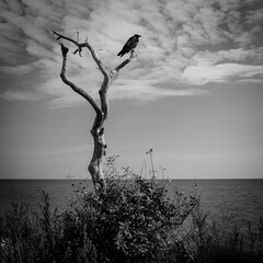 a lone crow in a dead tree on the Swedish coast