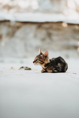 Straßenkätzchen, streunende Katze